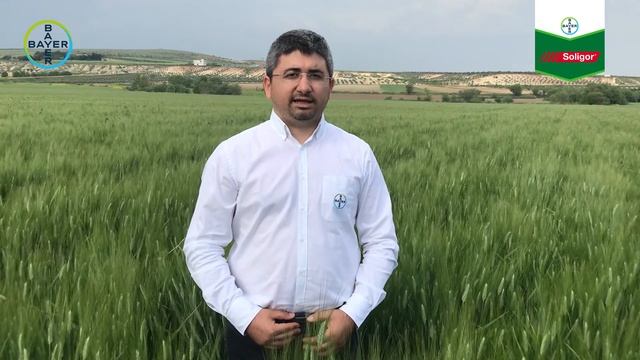 Buğday Yaprak Hastalıklarında Soligor Çözümü смотреть онлайн