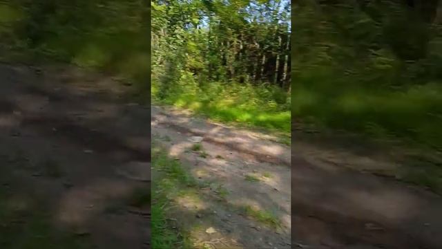 питбайк REGGY 110 смотреть онлайн