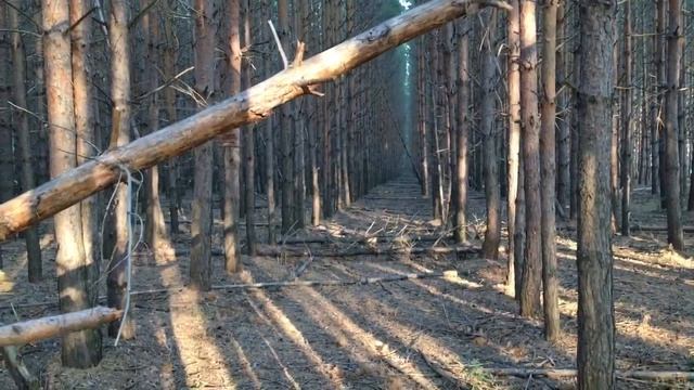 Заброшенный песочный карьер. Лес, косули. смотреть онлайн