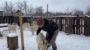 УХОД ЗА КОЗАМИ И ОВЦАМИ ЗИМОЙ: РАЦИОН ОВЕЦ и КОЗ !