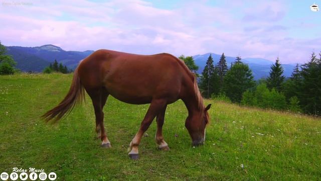 Самая красивая мелодия на свете, можно слушать вечно! Заходи и Отдыхай! Здесь самые Душевные музыка смотреть онлайн