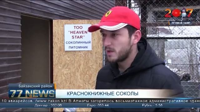 КРАСНОКНИЖНЫЕ СОКОЛЫ смотреть онлайн