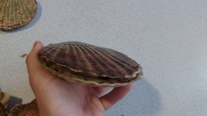 Гребешок и устрицы -  сезон сбора морепродуктов на Сахалине открыт.#сахалин #природа #гребешок