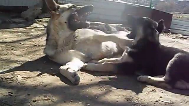 Из Таманской Дачи - Волк и Лина 04 04 2017 смотреть онлайн