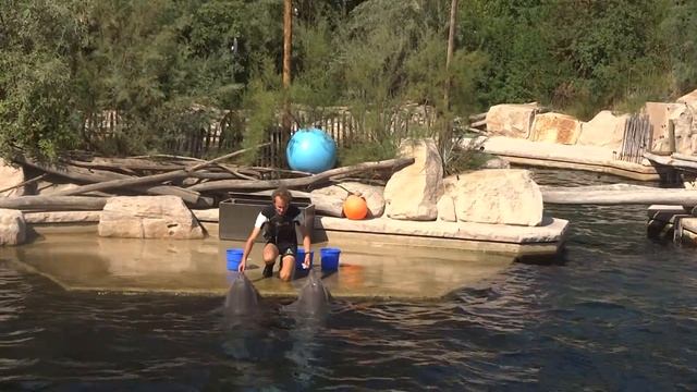 Dolphins @ TIERGARTEN NÜRNBERG / ZOO NUREMBERG смотреть онлайн
