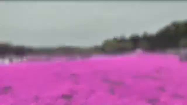 YOKOSO Japan Tour Fuji Shibazakura moss phlox Festival смотреть онлайн