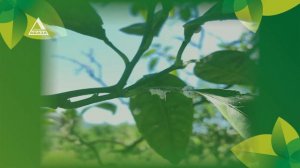 "Школа фермера":  Вредители и болезни цитрусовых