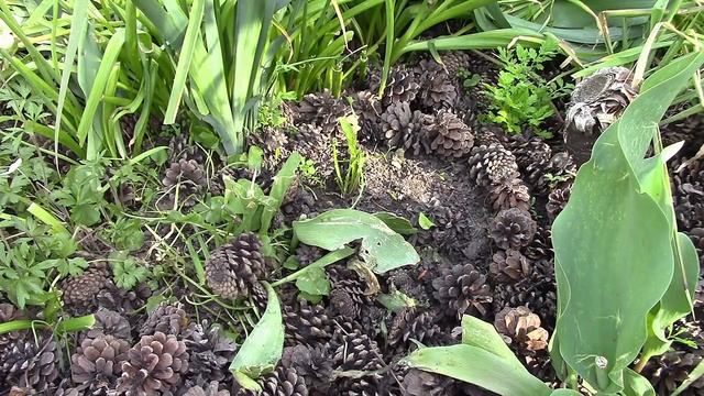 Бальзамин посадка. Стоит ли выращивать рассаду!? смотреть онлайн