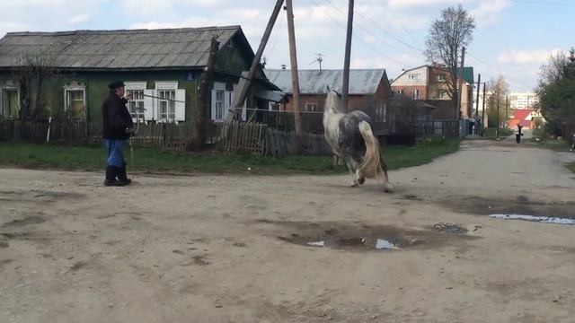 ?Как на России почти извели лошадей. ? Орловский рысак. ? смотреть онлайн