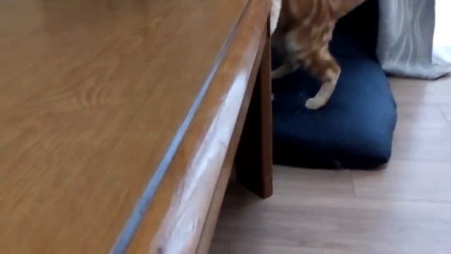 Кошки и девочки против насекомых♥Отчаяние в отчаянии♥Кошка кот Котик Кошечка милый смешной смотреть онлайн