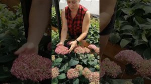 Гортензия древовидная “Пинк Анабель”