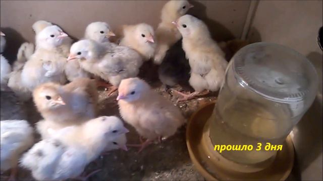 Как вылупляется Цыпленок смотреть онлайн