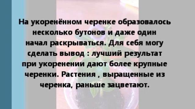 Экзакум. Итоги черенкования. Часть 2. смотреть онлайн