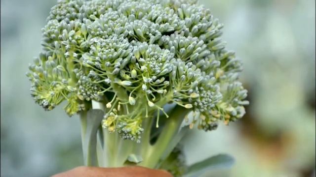 БРОККОЛИ ИСТОЧНИК СИЛЫ - ПОПУЛЯРНЫЙ ВО ВСЕМ МИРЕ СРЕДНЕСПЕЛЫЙ УРОЖАЙНЫЙ СОРТ БРОККОЛИ смотреть онлайн