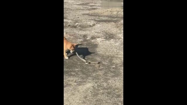 Эпическая битва кота и змеи смотреть онлайн