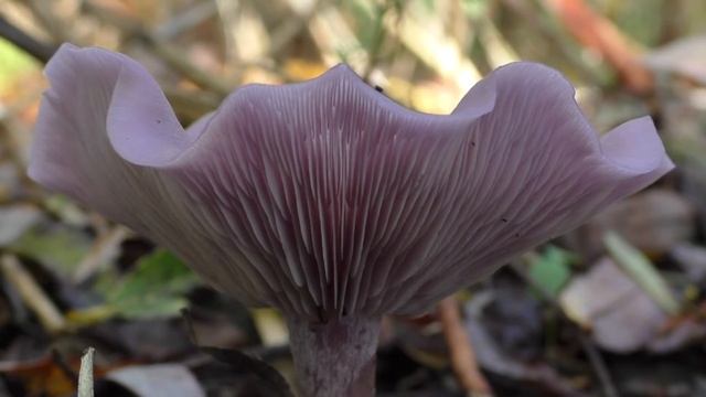 Ontdek het verschil tussen amethistzwam en vaalpaarse schijnridderzwam смотреть онлайн