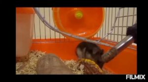 Уход и содержание за джунгарским хомячком