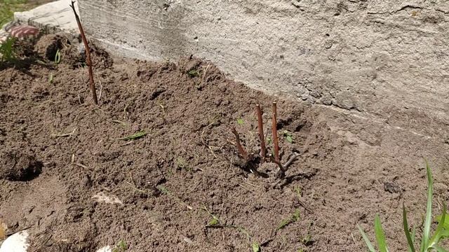 Как перезимовали комнатные розы в открытом грунте. 2021