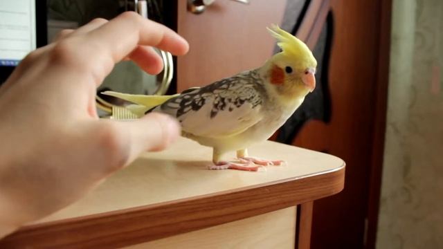 Почесоны для девочки-кореллы / Pettings for the cockatiel girl смотреть онлайн