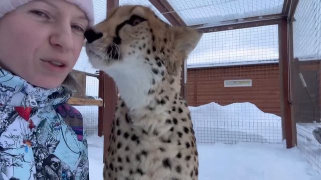 Герда не выходит из дома после снегопада. Гепард и русская зима. смотреть онлайн