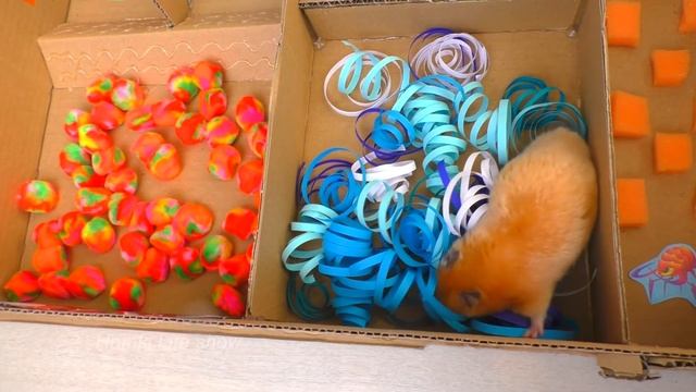 Хомяк в Лабиринте. Сирийский Хомячок Бобби в Лабиринте с Препятствиями. Hamster смотреть онлайн