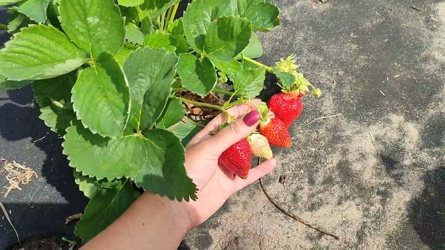 Клубника #Брилла - ранний сорт летнего плодоношения в Сибири смотреть онлайн