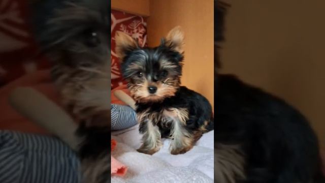#yorkshireterrier #щенок #супервидео от #Криска_Ириска 🤩