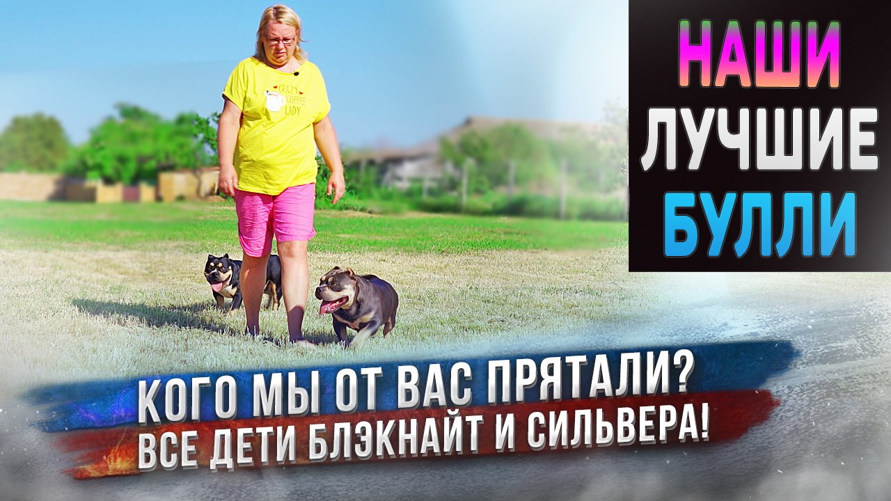 5 собак породы Американский Булли из нашего лучшего помета! Какими стали в 1,5 года? Будут плавать? смотреть онлайн
