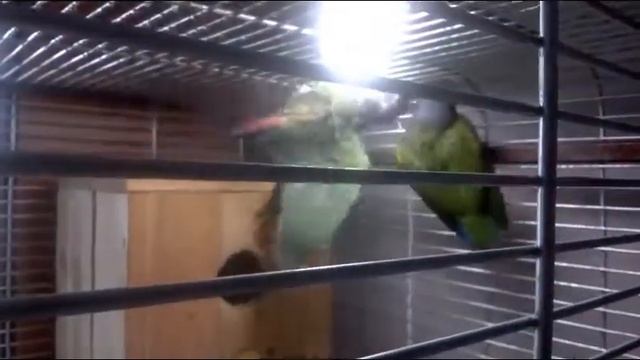 пионус синеголовый