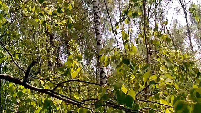 Зелёная аптека - гравилат речной смотреть онлайн
