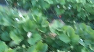 Борьба с мышами в теплице!