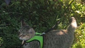 Как выбрать шлейку для выгула кошки?