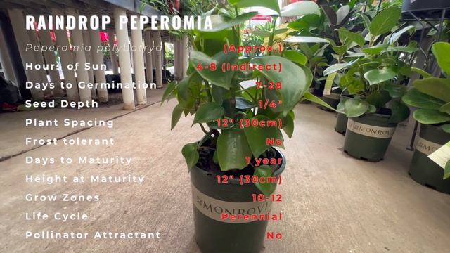 RAINDROP PEPEROMIA Information & Growing Tips! (Peperomia Polybotrya)