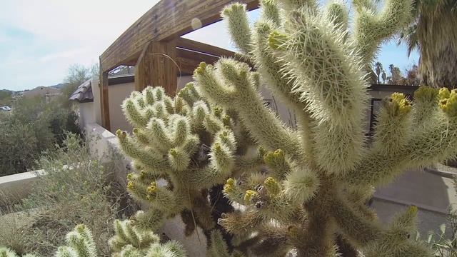 Cactus Wren (Campylorhynchus Brunneicapillus) Building Nest | Joshua Tree National Park