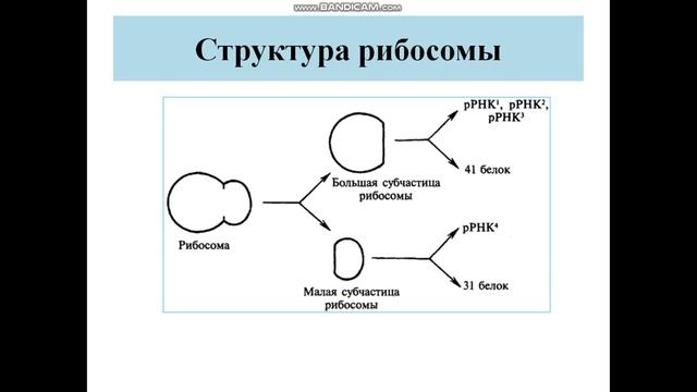Биология. Урок №17 Строение и функции РНК смотреть онлайн