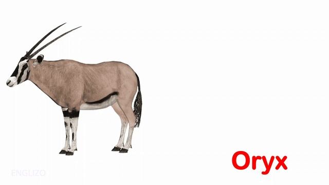 WILD ANIMALS | Learn Wild Animals Names For Children, Kids And Toddlers смотреть онлайн