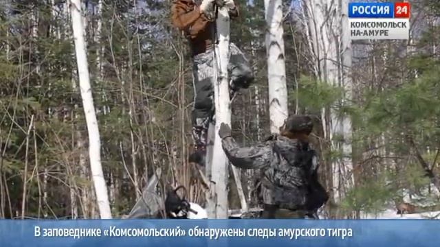 Следы тигра в заповеднике "Комсомольский", 2016г. смотреть онлайн