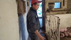 Приятно Смотреть,Поросята для Откорма,Супер Гибриды. Петрен+Крупная Белая.