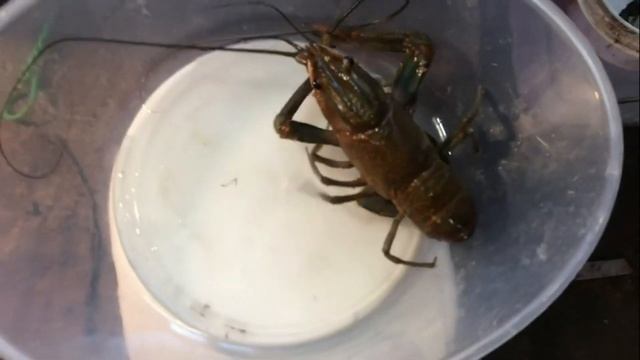 Топ-5 бизнес идей в деревне с нуля в 2023| Часть 1 смотреть онлайн