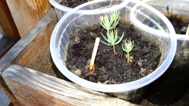 Ели голубые смотреть онлайн