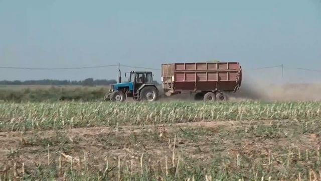 Уборка кукурузы на силос 21.09.2018 смотреть онлайн