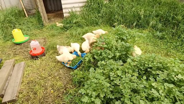 Клематисы расцвели🌸🥀🌼 Гусята растут🦢 Петя заботится о своих детях 🐔🐥🐤Живем в своем доме на Ку смотреть онлайн