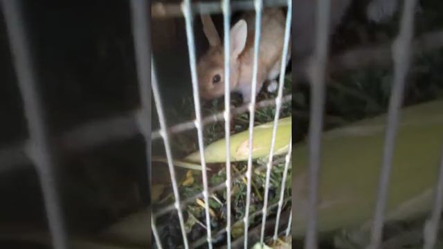 Хорошо прятала не известно откуда они! смотреть онлайн