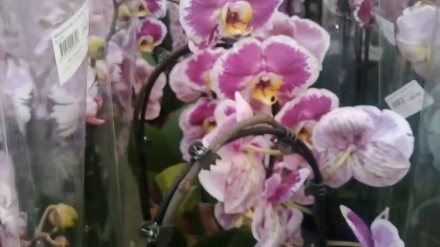 Пиноккио в продаже!Завоз орхидей 28,01.2020 смотреть онлайн