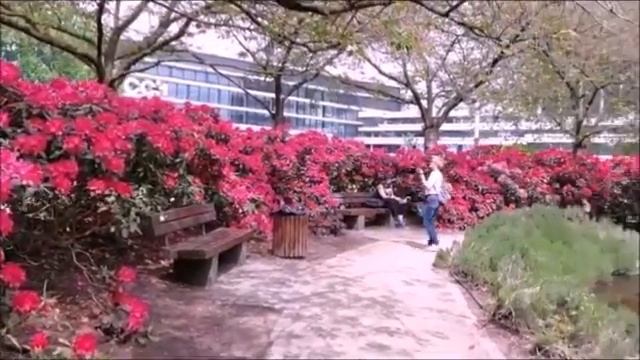 2023 Rhododendron-Pracht in "Planten un Blomen" смотреть онлайн