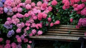 Кустарники, цветущие все лето