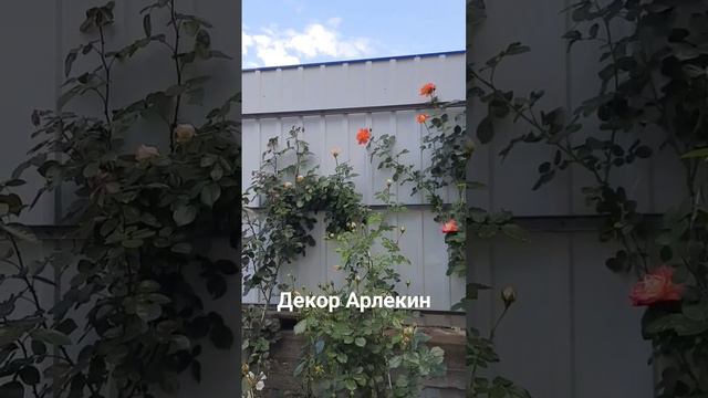 Плетистая роза Декор Арлекин. Тверская область. смотреть онлайн