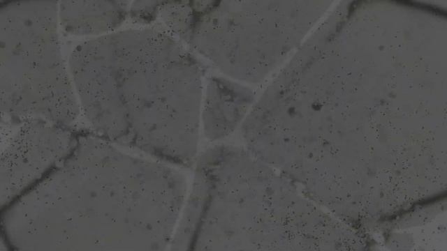 История Одной Тульпы смотреть онлайн