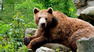 Живой звук медведя. Как рычит медведь.