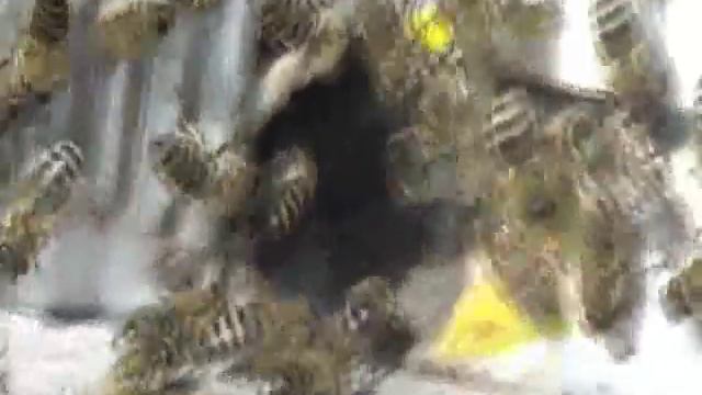 Весенний облет Карники 2012 год.wmv смотреть онлайн